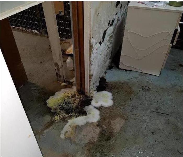 extensive yellow and white mold growths on walls and floor, damaged furniture