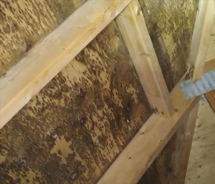 Large scale mold infestation in an attic